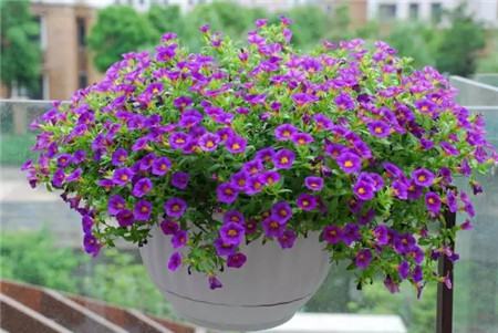 什么花不用施肥在家里可以养