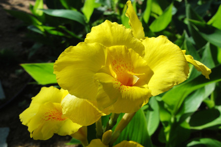 美人蕉属于哪个季节的花