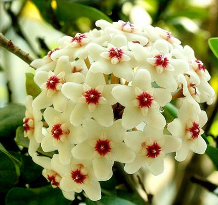 开花成串的植物