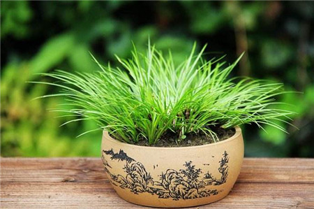 菖蒲冬天怎么浇水