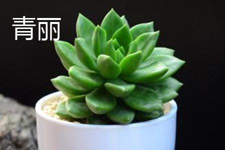 青丽和黄丽哪种好养