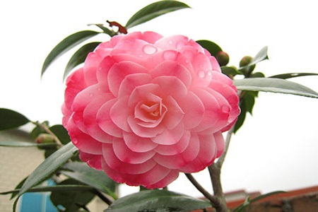 茶花有毒吗可以吃吗