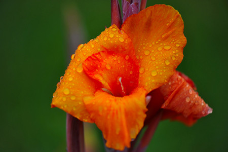美人蕉属于哪个季节的花