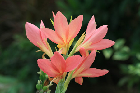 美人蕉属于哪个季节的花