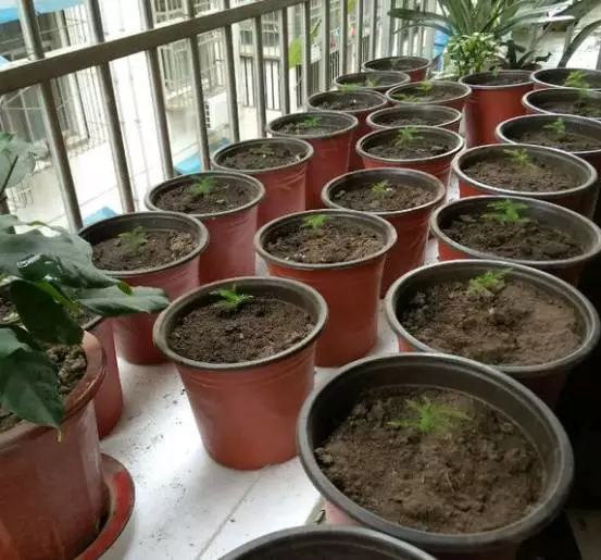 文竹开花结果好吗