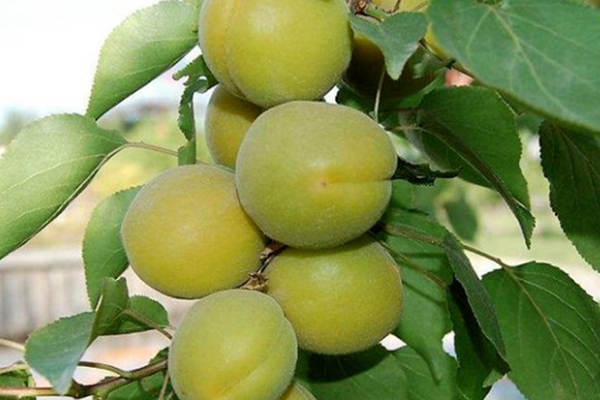 秋天给树“嫁个接”长出的杏有桃味儿！但也要注意...(杏树嫁接在桃树上为啥不开花)