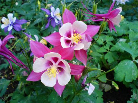 耧斗菜多长时间开花