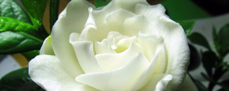 盆栽栀子花冬天怎么养(栀子花冬天怎么养家庭养法)