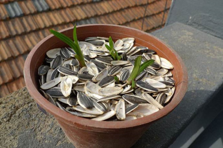 自制肥料种花用什么好