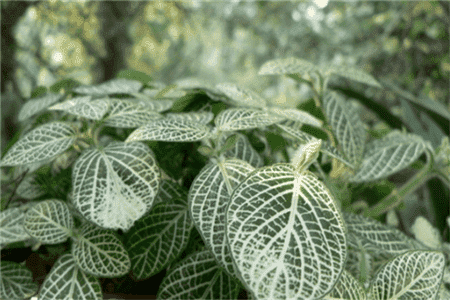 网纹草用什么肥