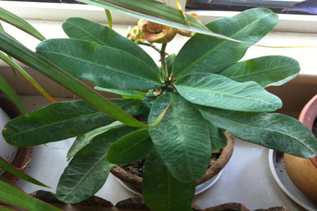 虎刺梅叶子全部脱落怎么办