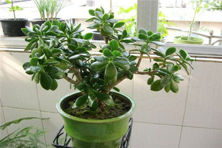 景天树掉叶子是什么原因