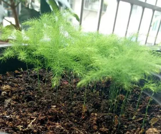 文竹开花结果好吗