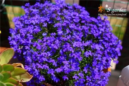 什么花不用施肥在家里可以养