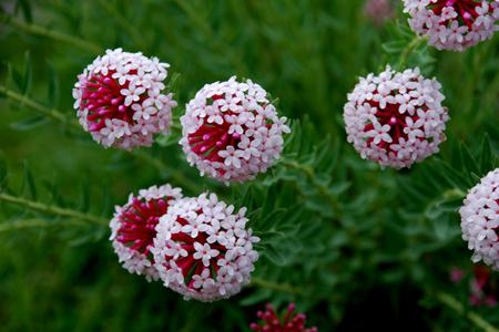 开花成串的植物