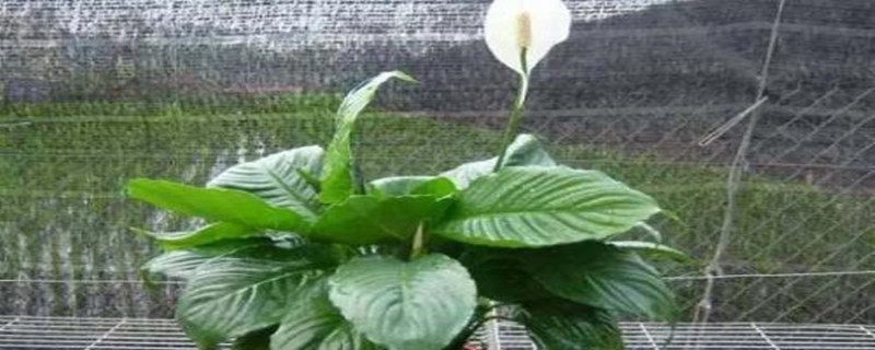 水养白鹤芋需放多少水(白鹤芋能用水养吗)