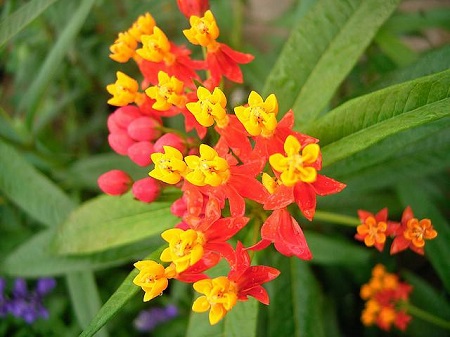 马利筋药用部位