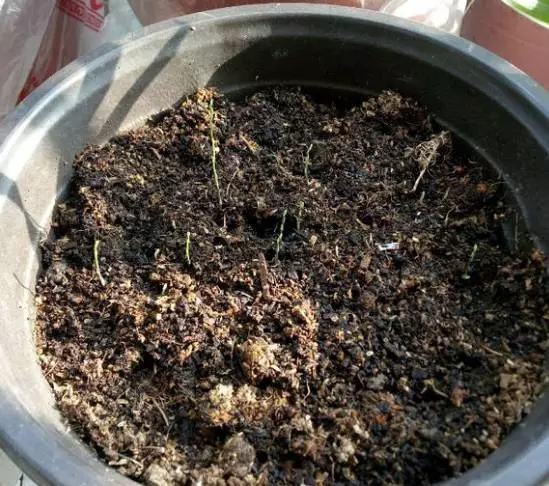 文竹开花结果好吗