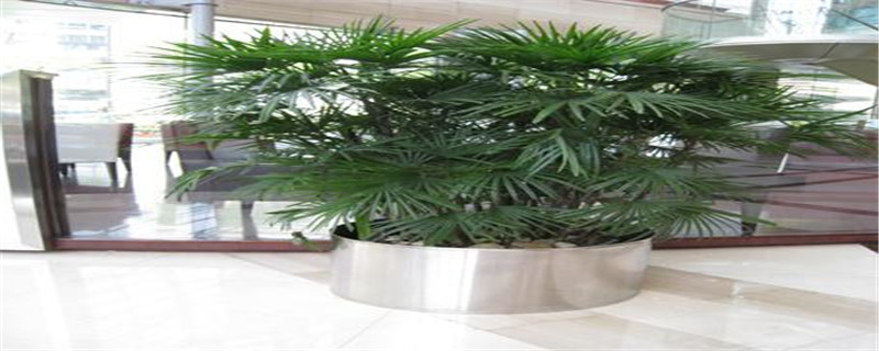 金山棕怎么浇水