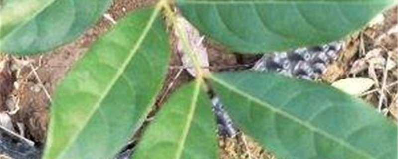 乌榄的养殖方法和注意事项(乌榄的养殖方法和注意事项图片)