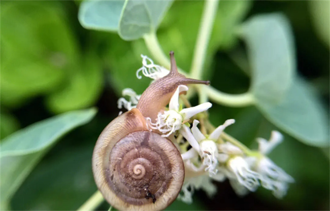 蜗牛喜欢吃什么食物