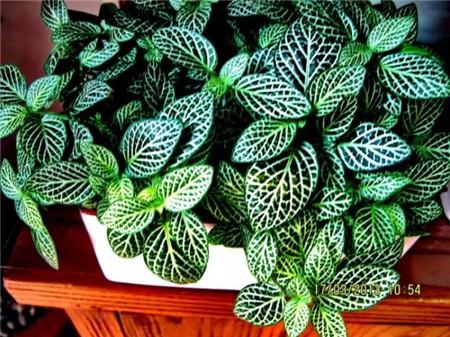 什么花不用施肥在家里可以养