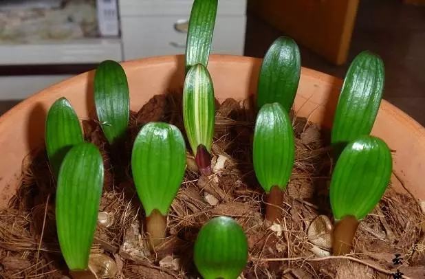 文竹开花结果好吗