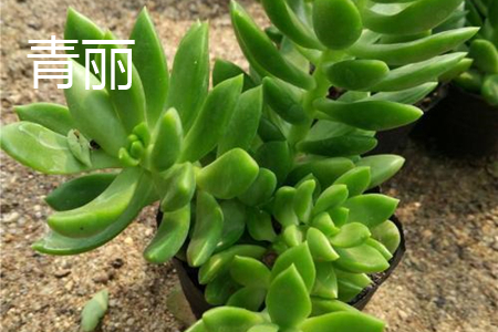 青丽和黄丽哪种好养