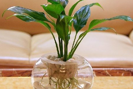 白鹤芋能用水养吗