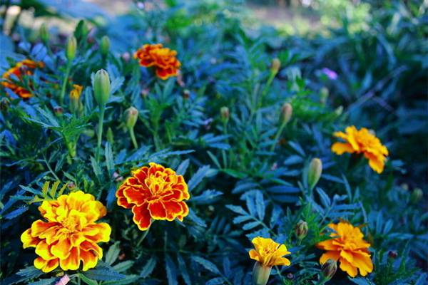 花开成球的植物有哪些(开花成串的植物)