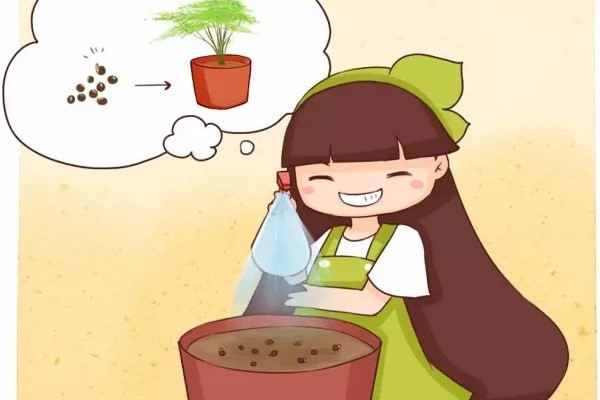 他养的文竹开了花还结出100多个果种土里全部发芽！(文竹开花结果好吗)