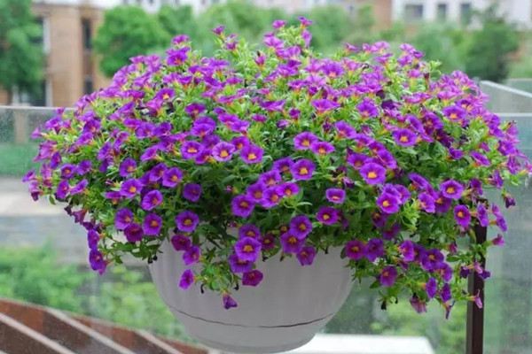 这10种花不用管也能美成仙！(什么花不用施肥在家里可以养)