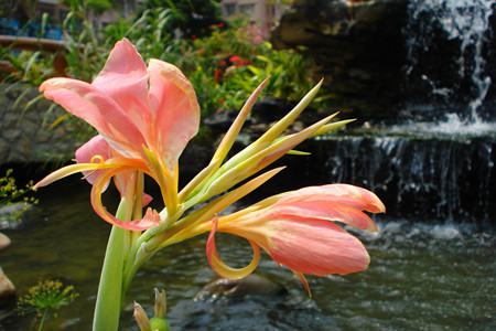 美人蕉属于哪个季节的花