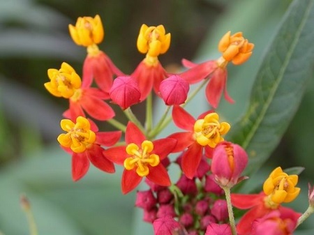 马利筋药用部位