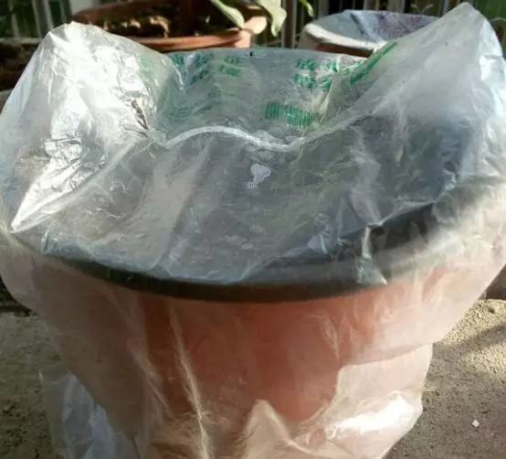 文竹开花结果好吗