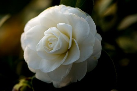 茶花有毒吗可以吃吗