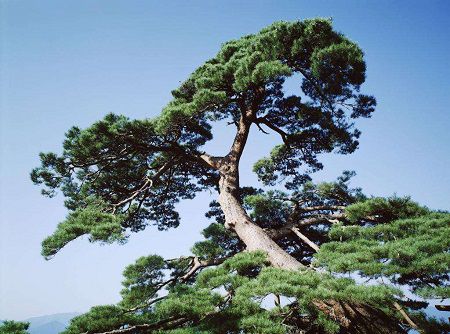 松树的功效与作用及禁忌