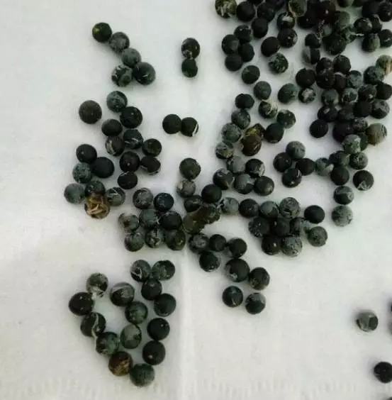 文竹开花结果好吗