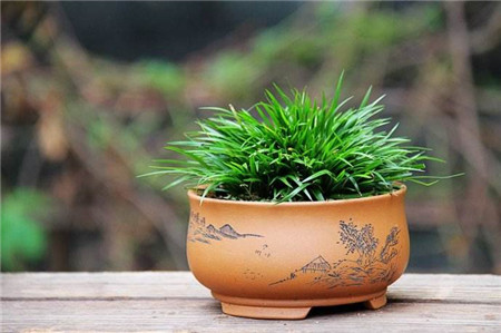 菖蒲冬天怎么浇水