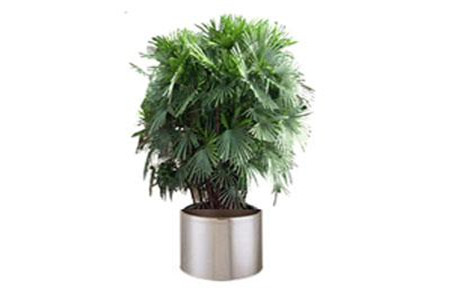 金山棕怎么浇水