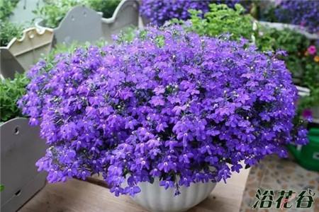 什么花不用施肥在家里可以养