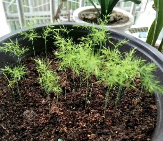 文竹开花结果好吗