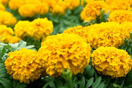 开花成串的植物