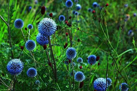 开花成串的植物