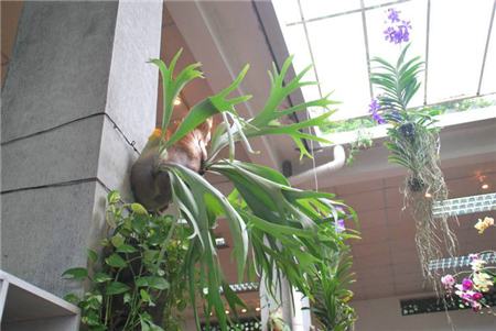 鹿角蕨是什么植物