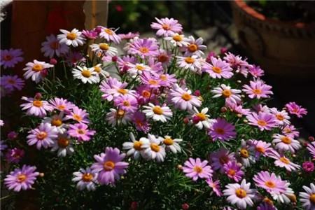 什么花不用施肥在家里可以养