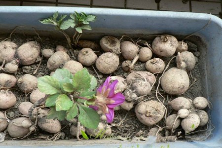 大丽花种球种植时间和方法