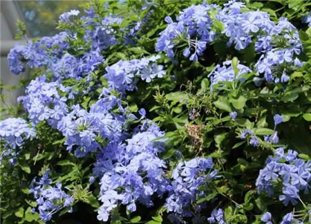 什么花不用施肥在家里可以养