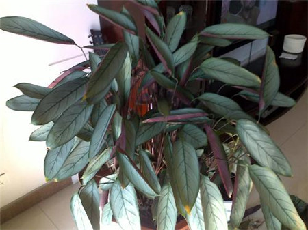 紫背竹芋白天叶子下垂晚上叶子竖起来