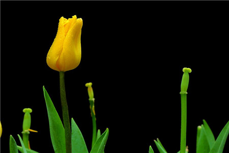 郁金香的养殖方法和注意事项大全